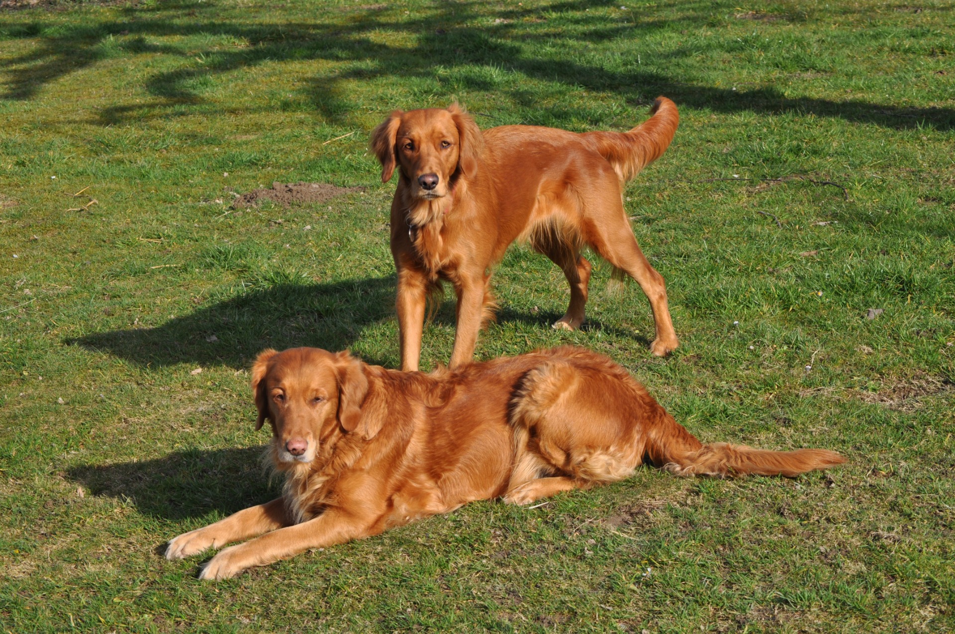 Toffee (stehend) mit ihrer Mutter Fame