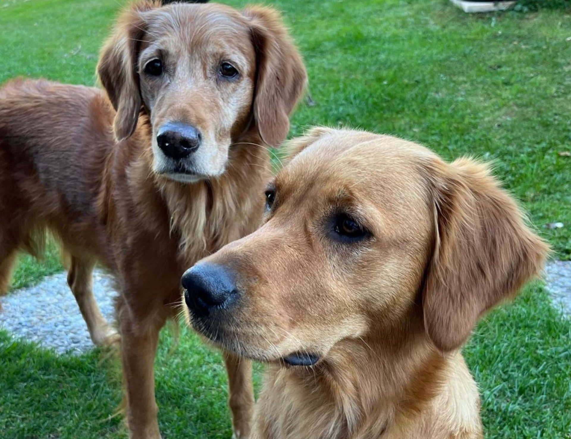 Chessa (vorne) und Toffee